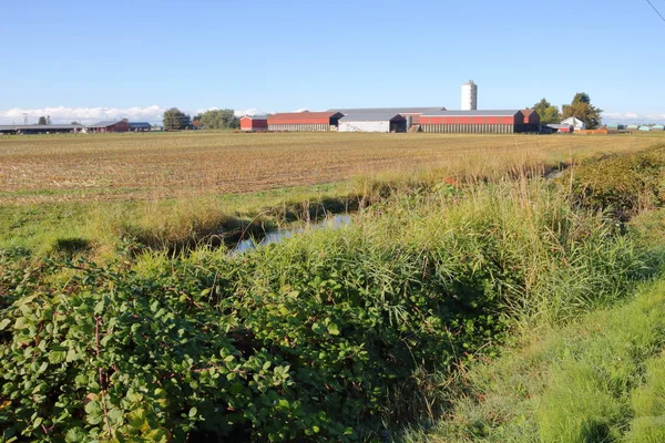 Campos agrícolas en Richmond, Columbia Británica — Foto de Stock