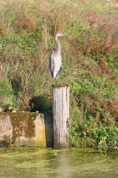 Adult Blue Heron Standing Upright — Stock Photo, Image