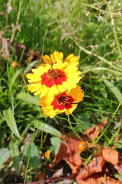 Pansy con dibujos amarillos — Foto de Stock