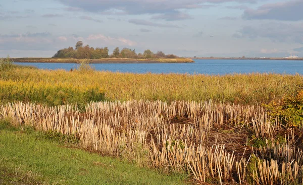 Kanada River bataklık — Stok fotoğraf