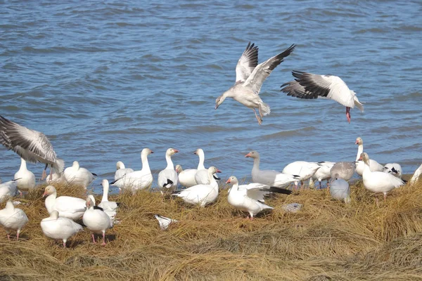 Snow Geese Landing in Marsh — Stock Photo, Image