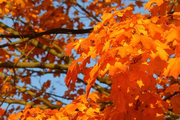 Foglia d'acero in autunno — Foto Stock