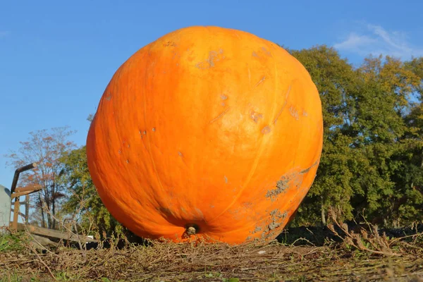 Orangener Riesenkürbis — Stockfoto