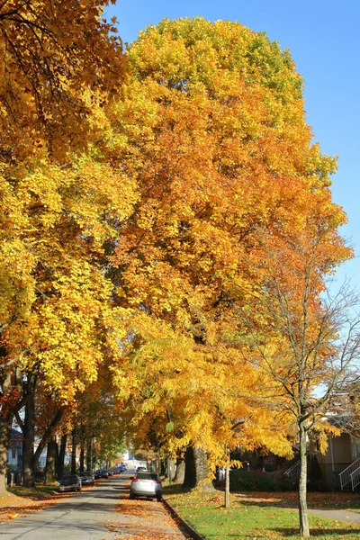 Giant hösten kanadensiska Maple Leaf — Stockfoto