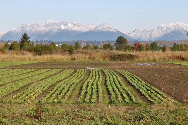 Cultivos de inverno no sul do Canadá — Fotografia de Stock