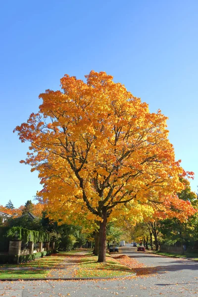 Boulevard Maple Tree i höstmånaderna — Stockfoto