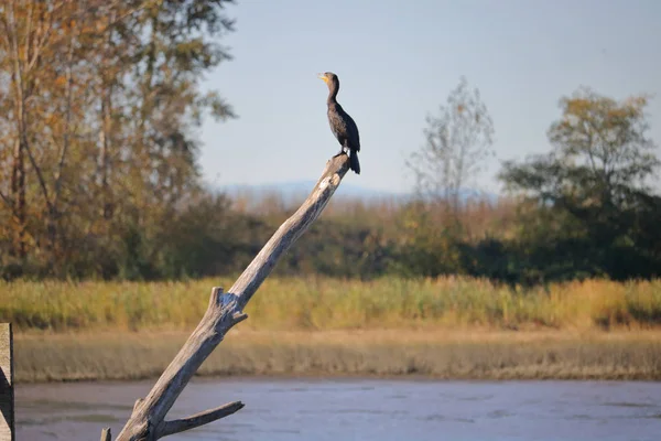 Dorosły Kormoran rogaty — Zdjęcie stockowe