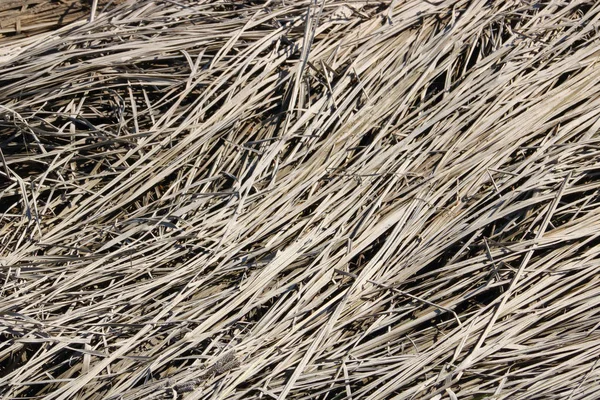 Marsh Reed patrón de fondo —  Fotos de Stock