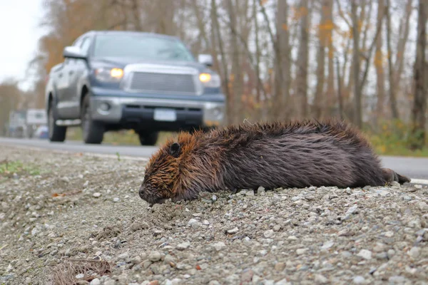 Een Bever Heeft Gedood Een Poging Het Kruis Van Een — Stockfoto