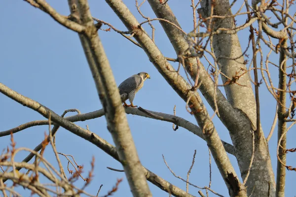 一只猎鹰 也被称为北美的鸭鹰 栖息在树上捕食 — 图库照片