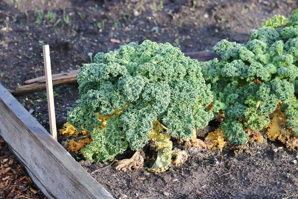 Cerca Del Brócoli Una Verdura Fresca Que Crece Jardín Durante — Foto de Stock