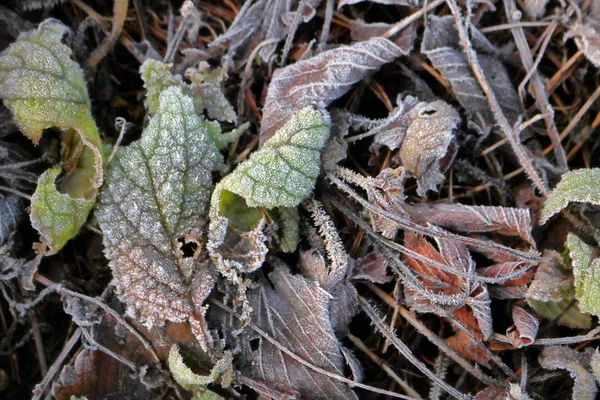 Foglie Autunnali Terra Coperte Gelo Invernale — Foto Stock