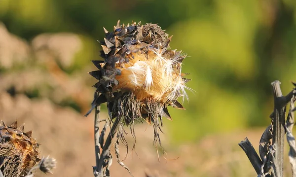 Yabani Bir Bitki Onun Koni Olarak Aşağıdaki Yere Tohum Yaymak — Stok fotoğraf