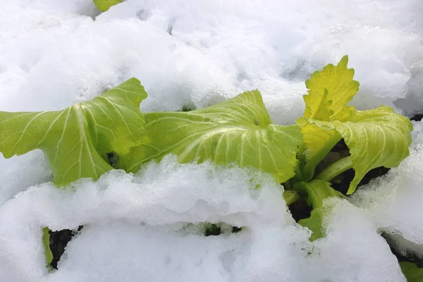 Zamknąć Zielone Warzywa Liściaste Ogrodzie Zimowym Pokryte Śniegiem — Zdjęcie stockowe