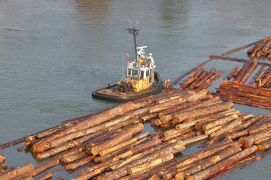 Wide, high angle shot of a tug boat and a log boom that is being readied for transportation by the tug worker.  clipart