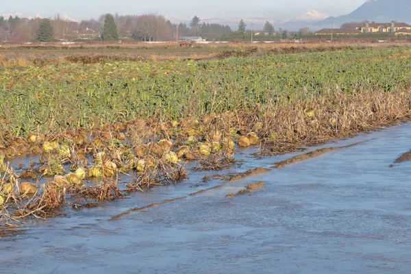 Dans Les Champs Chou Pourri Non Récoltés Pendant Les Mois — Photo