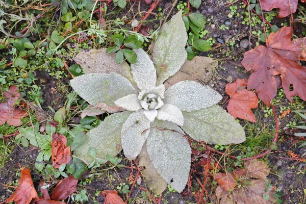 観賞用の花のために栽培される ジギタリスの植物のすべての部分は有害 — ストック写真