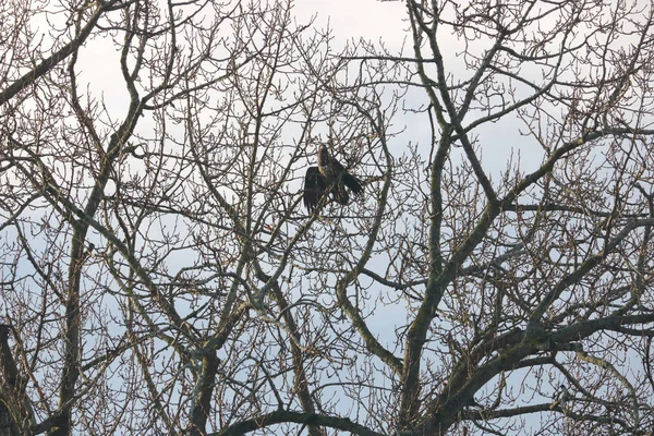 Une Grande Aigle Femelle Est Assise Protégée Dans Amas Branches — Photo