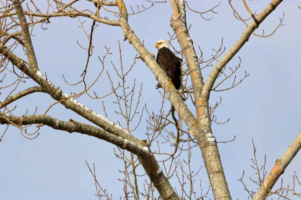 Águila Adulta Sienta Sola Árbol Durante Los Meses Invierno Vigilando —  Fotos de Stock