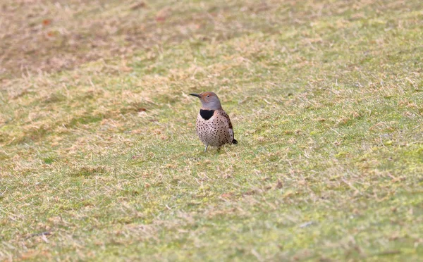 Full Frontal View Adult Flicker Hunting Insects Grass — Stock Photo, Image