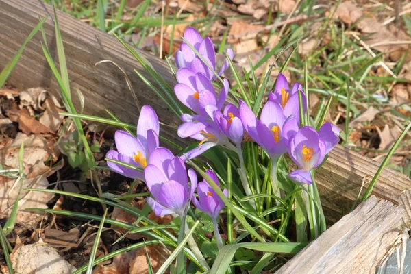 Purple Crocus Una Planta Con Flores Género Familia Iris Crece — Foto de Stock