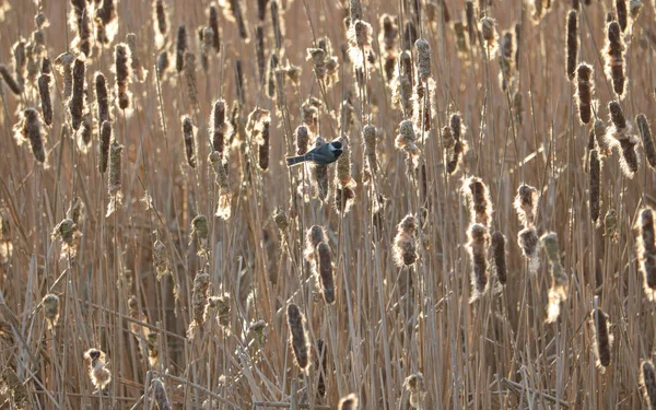 Een Kleine Noord Amerikaanse Chickadee Neergestreken Een Bull Rush Verzamelen — Stockfoto