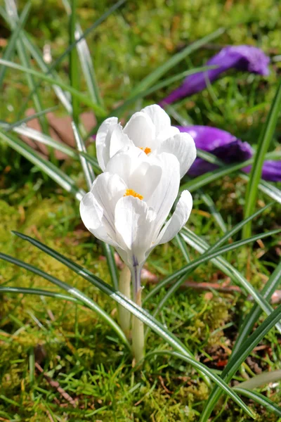 Vertikale Ansicht Einer Hellen Weißen Narzisse Die Während Der Frühlingssaison — Stockfoto