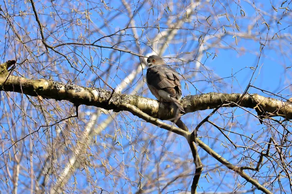 冬のシーズン中の小鳥を探して森枝に腰掛け大人のクーパーズ ホーク — ストック写真