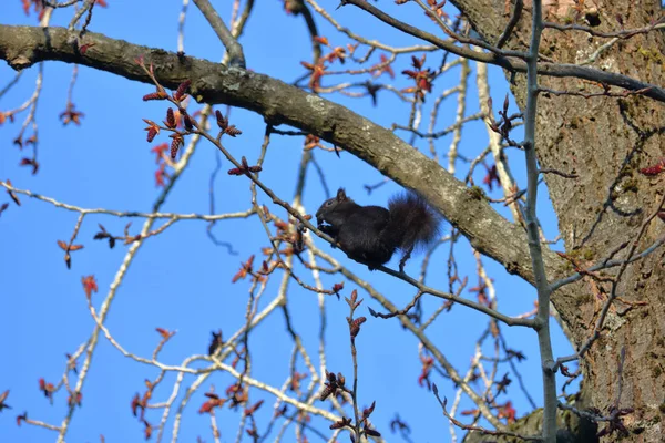 Ein Schwarzes Eichhörnchen Balanciert Auf Einem Ast Während Der Schale — Stockfoto