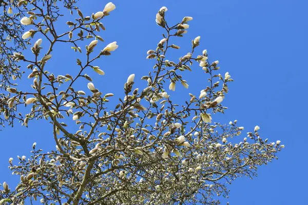 Grand Arbre Magnolia Blanc Fleurit Souligné Par Ciel Bleu Profond — Photo