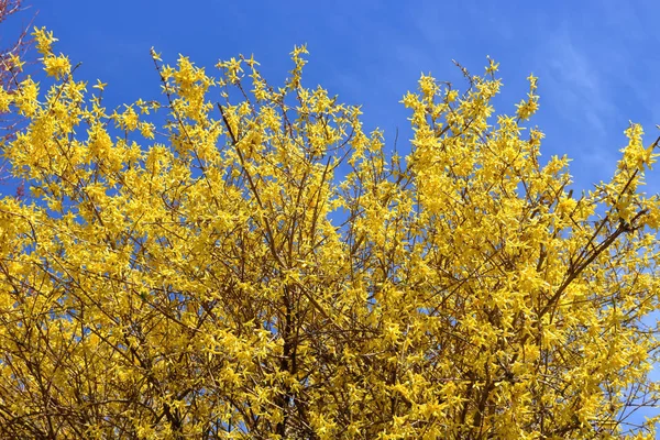 Rami Albero Forsythia Fiori Gialli Brillanti Piena Fioritura Durante Stagione — Foto Stock