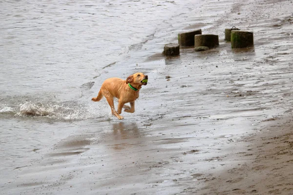 Golden Retriever Just Bolts Out Water Returning Ball Tossed Water — Stock Photo, Image