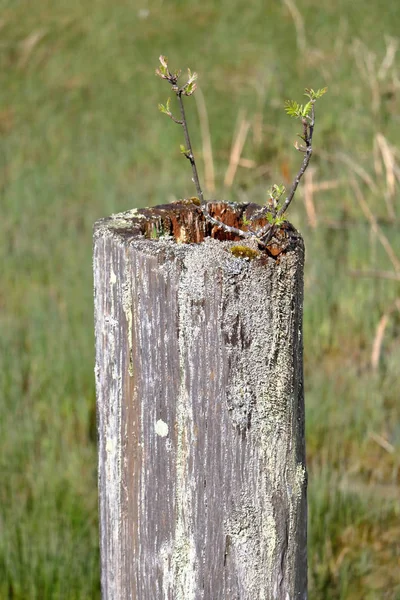 Pequenos Ramos Blackberry Saindo Post Demonstram Incrível Resiliência Natureza Durante — Fotografia de Stock