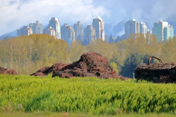 Piles Cranberry Debris Has Been Collected Harvested Crop Rural Setting — Stock Photo, Image