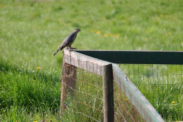 Gray Hawk Áll Egy Fából Készült Kerítés Néző Füves Ahol — Stock Fotó