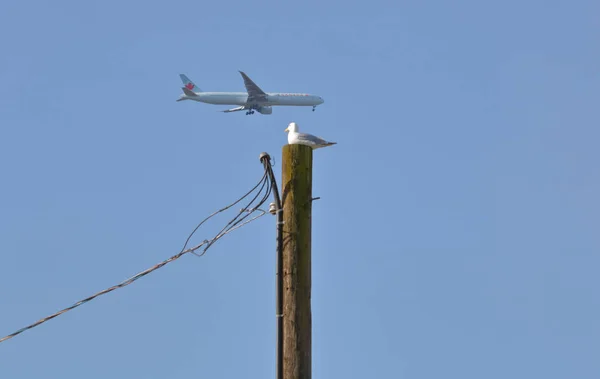 Una Gaviota Sienta Poste Hidráulico Madera Mientras Avión Pasajeros Air —  Fotos de Stock