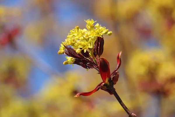 Cerezo Corneliano Proporciona Flores Color Amarillo Brillante Durante Temporada Crecimiento — Foto de Stock