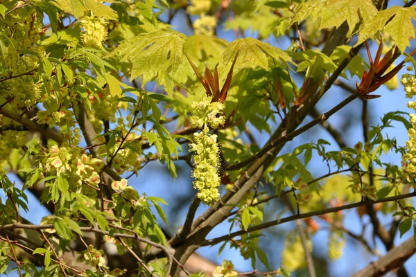 Nuova Stagione Primaverile Gemme Albero Foglia Acero Emergeranno Presto Come — Foto Stock