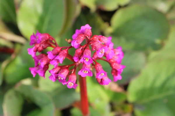 Close Detailed Shot Wild Purple Common Comfrey Found Side Dirt — Stock Photo, Image