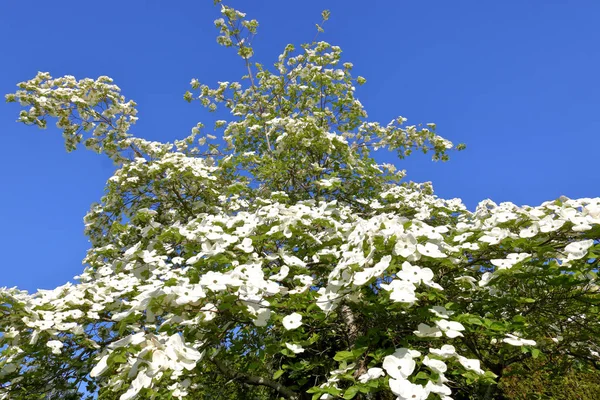 Alto Albero Magnolia Durante Stagione Primaverile Con Fiori Bianchi Luminosi — Foto Stock
