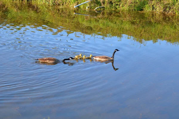 Pair Canada Geese Keep Secure Border Four Goslings Swim Deep — Stock Photo, Image