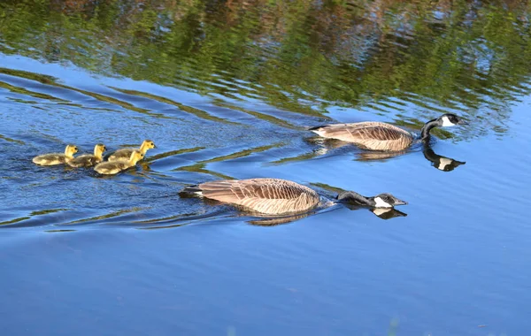 Mužské Canada Goose Drží Hlavu Defenzivní Pozici Jako Jeho Rodina — Stock fotografie