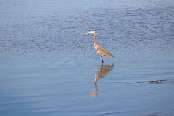 一只成年蓝鹭在浅水河边跟踪小鱼的剖面图 — 图库照片
