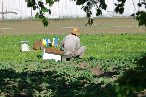 ボックスとスケールの作物を選ぶ野菜畑に座っている中国農業労働者 — ストック写真