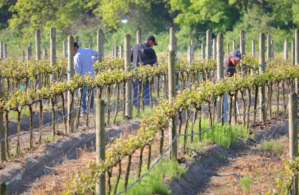 Trabalhadores Campo Assistem Videiras Uma Pequena Vinícola Local Richmond Canadá — Fotografia de Stock