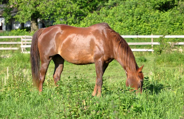外形视图的马与棕色 闪亮的大衣 因为她在牧场擦伤 — 图库照片