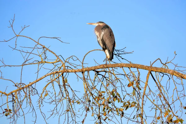 一只大蓝鹭栖息在一根树枝上 凝视着周围的土地 这是一个孤立的景象 — 图库照片