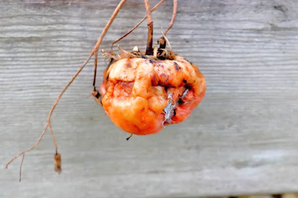 Dichtbij Gedetailleerd Zicht Een Rotte Tomaat Die Geteisterd Door Insecten — Stockfoto