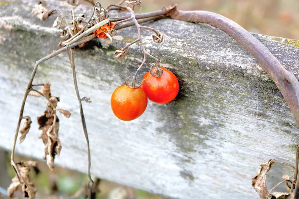 Vue Rapprochée Quelques Tomates Cerises Non Cueillies Encore Suspendues Vigne — Photo