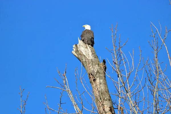 Vista Aislada Solo Águila Calva Americana Posada Alto Tocón Árbol —  Fotos de Stock